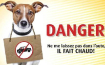 Chiens enfermés dans des voitures : amendes pour deux automobilistes jugés à Rouen 