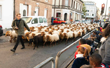 Évreux : les moutons vont traverser la ville pour rejoindre leurs quartiers d’hiver