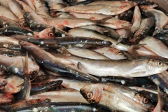 Foire aux harengs à Dieppe (2)