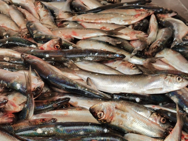 Foire aux harengs à Dieppe (2)