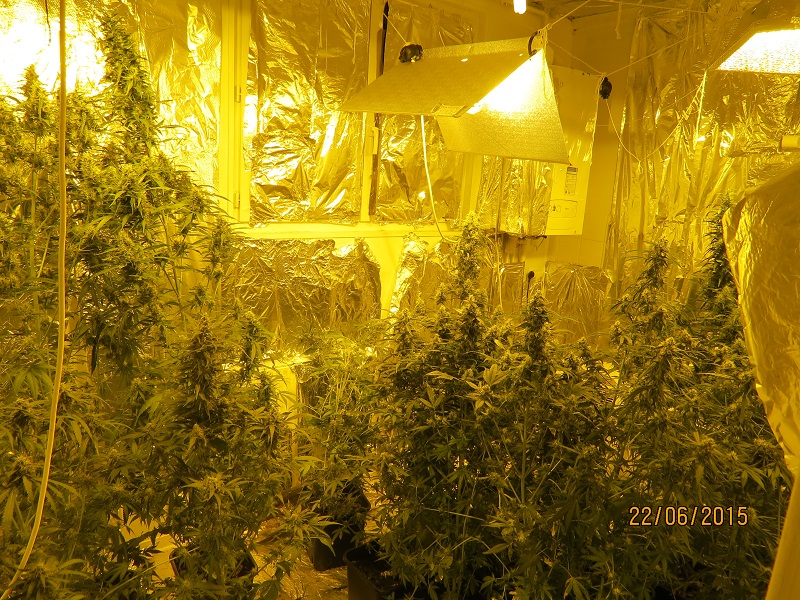 Des dizaines de plants de cannabis étaient cultivés dans un appartement, en plein centre ville de Rouen